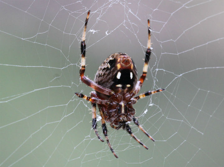 Cross Orbweaver